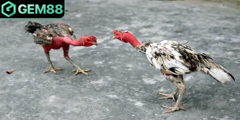 Đá gà Campuchia đang tạo nên cơn sốt trong thị trường giải trí