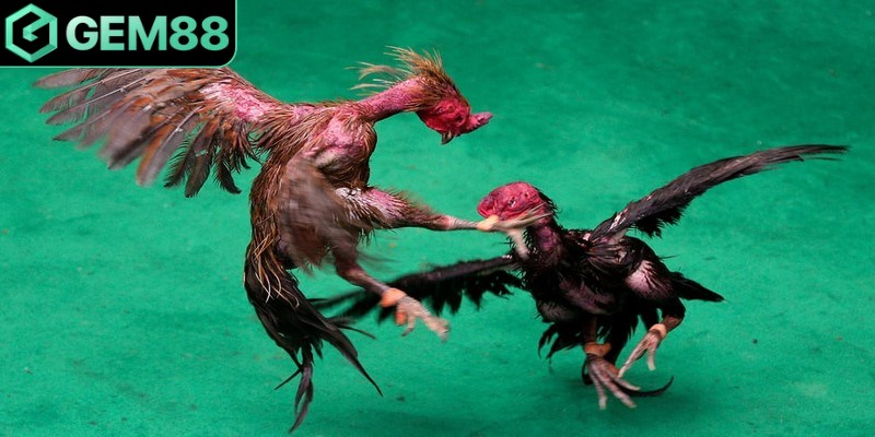 Đá gà đòn là một hình thức giải trí hấp dẫn, đáng thử hiện nay