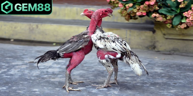 Dòng gà đòn Quân lực mang ý nghĩa mạnh mẽ, quyết liệt